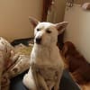 ペットの写真