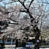 山手・元町公園の桜