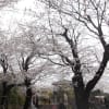 武蔵の国浦和宿春色桜