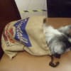 お食事