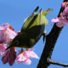 河津桜の蜜に寄るメジロ