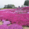 芝桜と富良野と白ひげの滝、青い池