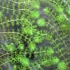 食虫植物ムジナモ
