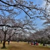 子供自然公園の桜　２