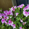 ベランダの花達