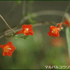 秋の季節に空き地や野原等で群生すると、赤橙色で辺りを一面に染める「マルバルコウソウ」の花
