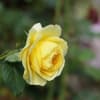 我が家の秋薔薇