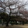 河津桜を眺めに公園に・・・市ノ坪公園。