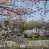名残の桜～鴨川～賀茂川