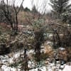 今日はルリカさんに聞くと、あとは冬のスズメとか風景とか