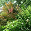 cottage樹樹