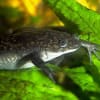 アジアアロワナの目垂れについて Aquarium The Shine 道なき道を行く アジアアロワナの目垂れについて Aquarium The Shine 道なき道を行く