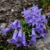青紫色の高山植物チシマギキョウ＆イワギキョウ