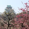 大阪城梅林