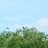 カワウの群れが米代川上空を西に向かっています・・・