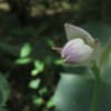 走りの美・旬の美・有終の美～京都府立植物園2020年6月（5）