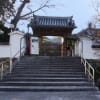 石光寺の寒牡丹