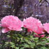 石楠花の花