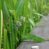 浮島ヶ原自然公園の草花　夏