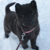 甲斐犬「空」　１か月～１才