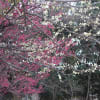 尼崎市農業公園の梅の開花情報