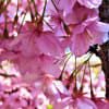 ２０２２・３・１４　こどもの国は梅の花はほろほろと散り始め河津桜が咲き始め、あざみ野の河津桜は満開。