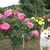 ☆ゆずと薔薇の花☆