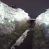 山崎川　夜桜ライトアップ