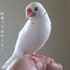 白文鳥キティです
