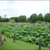 本庄総合公園の「蓮の花」