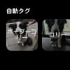 これでもボーダーコリー認定