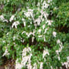 あせび　（馬酔木）　Japanese andromeda, 　が咲いている。　植物図鑑
