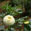 神代植物公園の花たち