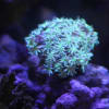 美しい珊瑚♪