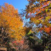 赤城自然園の紅葉・・・素晴らしい光景に癒されてきました。