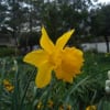 春の花