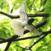 野鳥撮影日記2019（サンコウチョウ　）