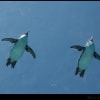 「森きらら」で空飛ぶペンギン