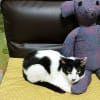 血病のゴローさん　パート７