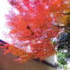 永保寺の紅葉