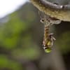 Dragonflies2011