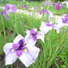 伊勢神宮外宮まがたま池の花菖蒲・・
