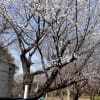 ヨコハマ緋桜