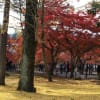 2014年京都東山の紅葉