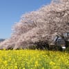 桜と菜の花とゆったりしたひととき