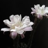 花サボテン、ここ10日の期間に咲いた、エキノプシス、ロビビア属。　春夏秋冬　花