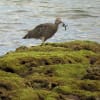 蟹を食べるホウロクシギ（カニを捕食するホウロクシギ）