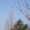 カラス　ゴルフ　桜　モクレン