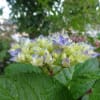 薔薇の花・・・庭～。家庭菜園の薔薇の花～