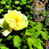 庭の花木(4月-3)黄色いボタンが咲いた。ウツギ、ヒメウツギ、ツツジ、他